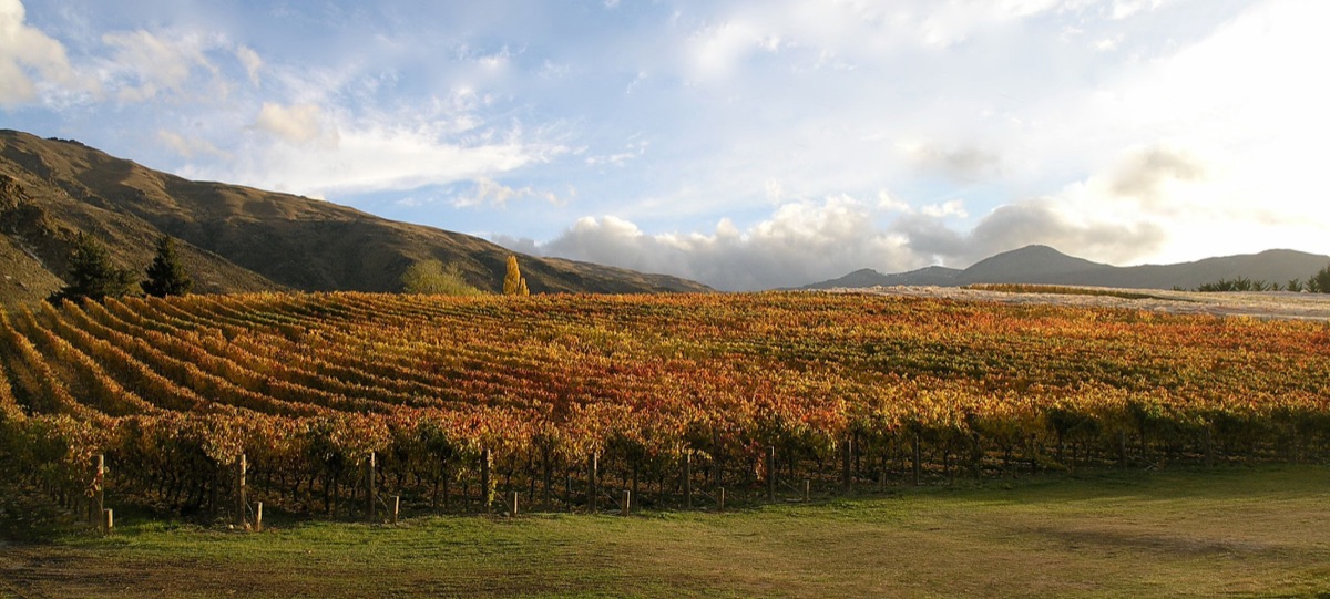 Autumn-gold Brennan Wines vineyard under the Nevis Bluff in Gibbston Valley