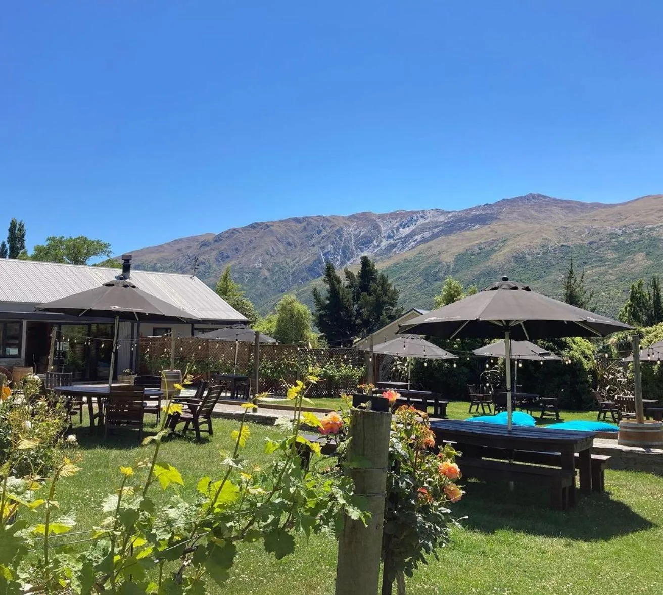 The low iron-roofed tasting room seen across the lawn, with umbrellas and picnic tables in front of it and bare brown hills behind
