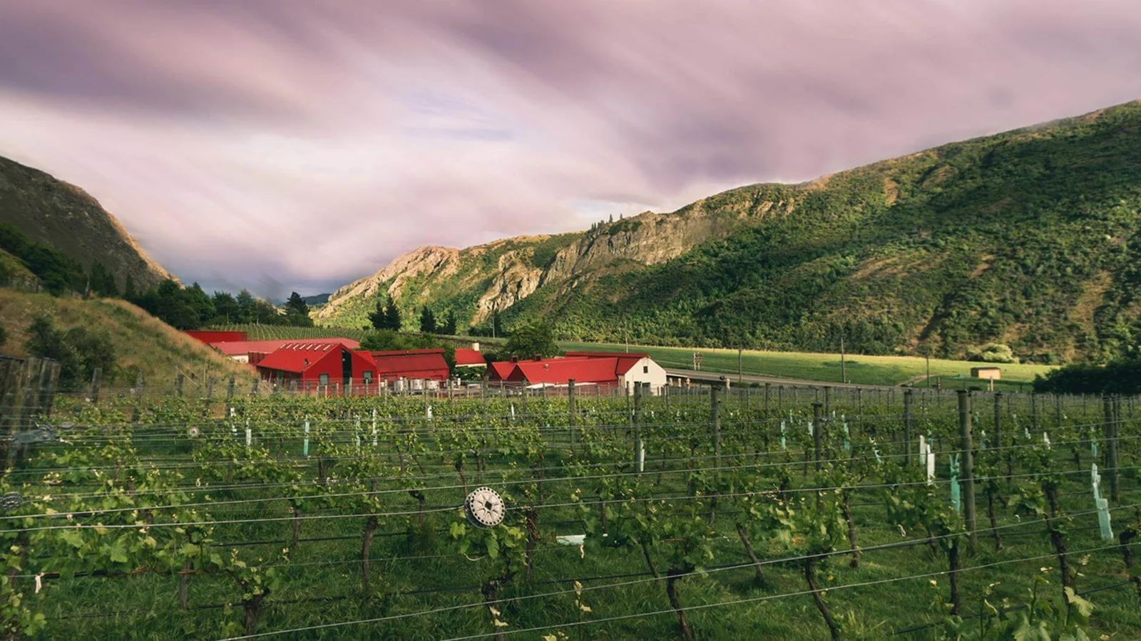 Gibbston Valley's red winery sheds low in the valley beyond rows of vines, hills rising either side under a mauve evening sky