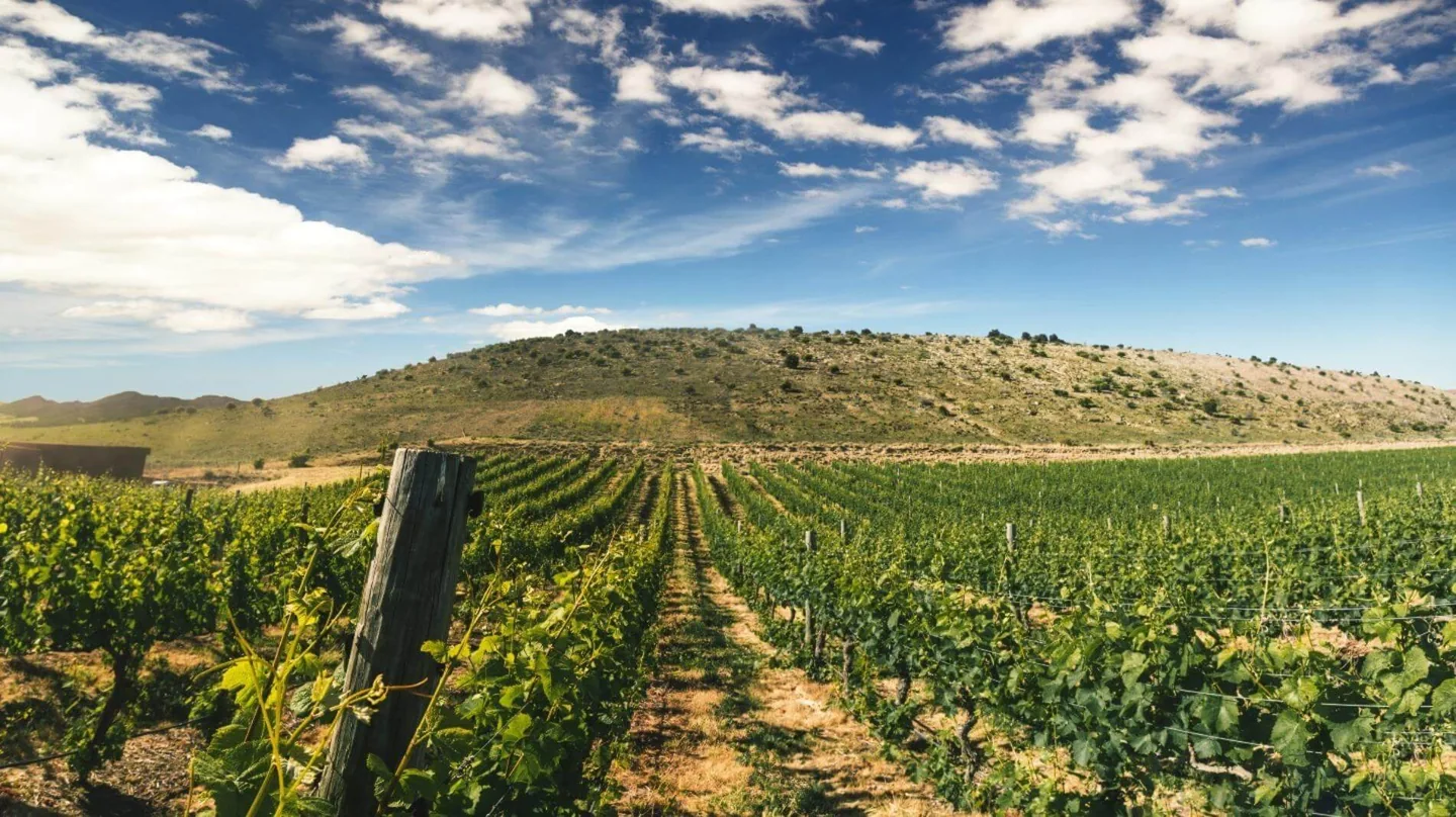 Trellised vine rows running away to a bare tussock hill at Gibbston Valley under a wide blue sky