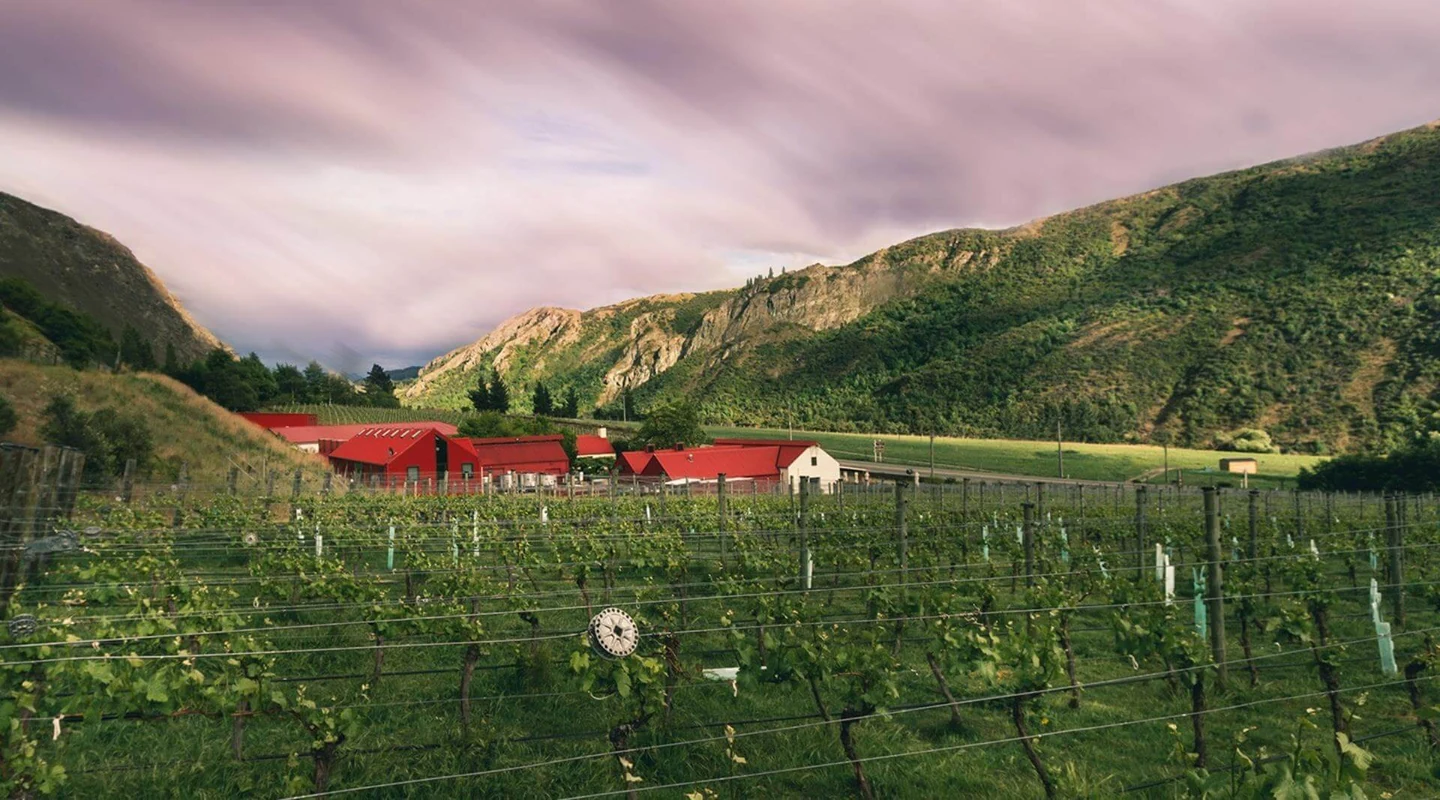 The red-clad Gibbston Valley winery buildings seen across rows of young vines, with schist bluffs and green hills closing the valley behind
