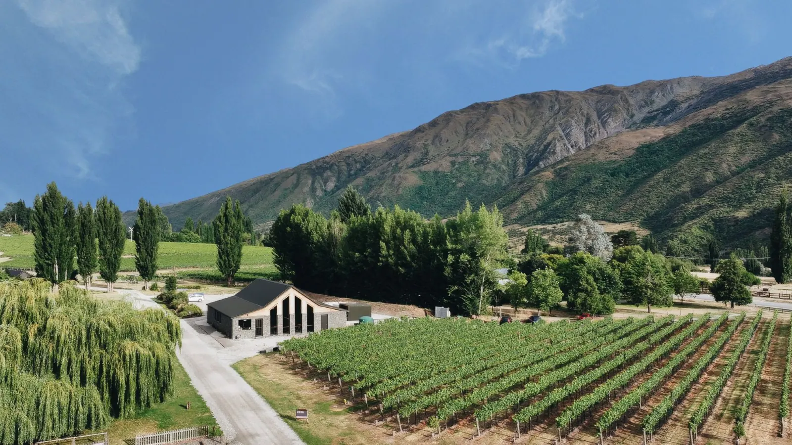 Vine rows leading up to the cellar door building with the hills behind it under a clear blue sky