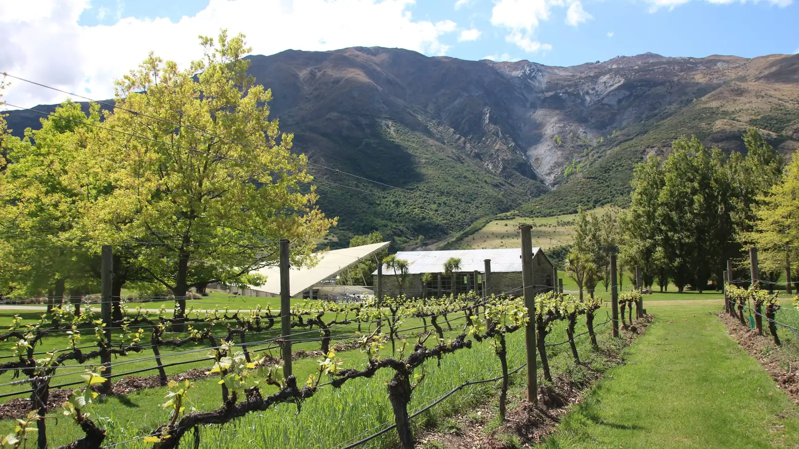 A grass alley between old vines running towards the white winged roof and the stone woolshed, mountains rising behind