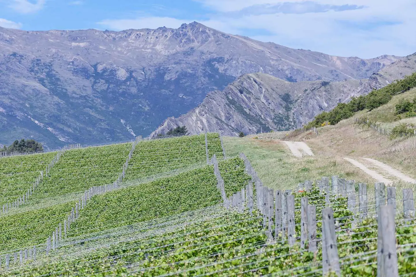 Rows of young vines climbing a green terrace towards bare schist rock reefs and snow-streaked peaks