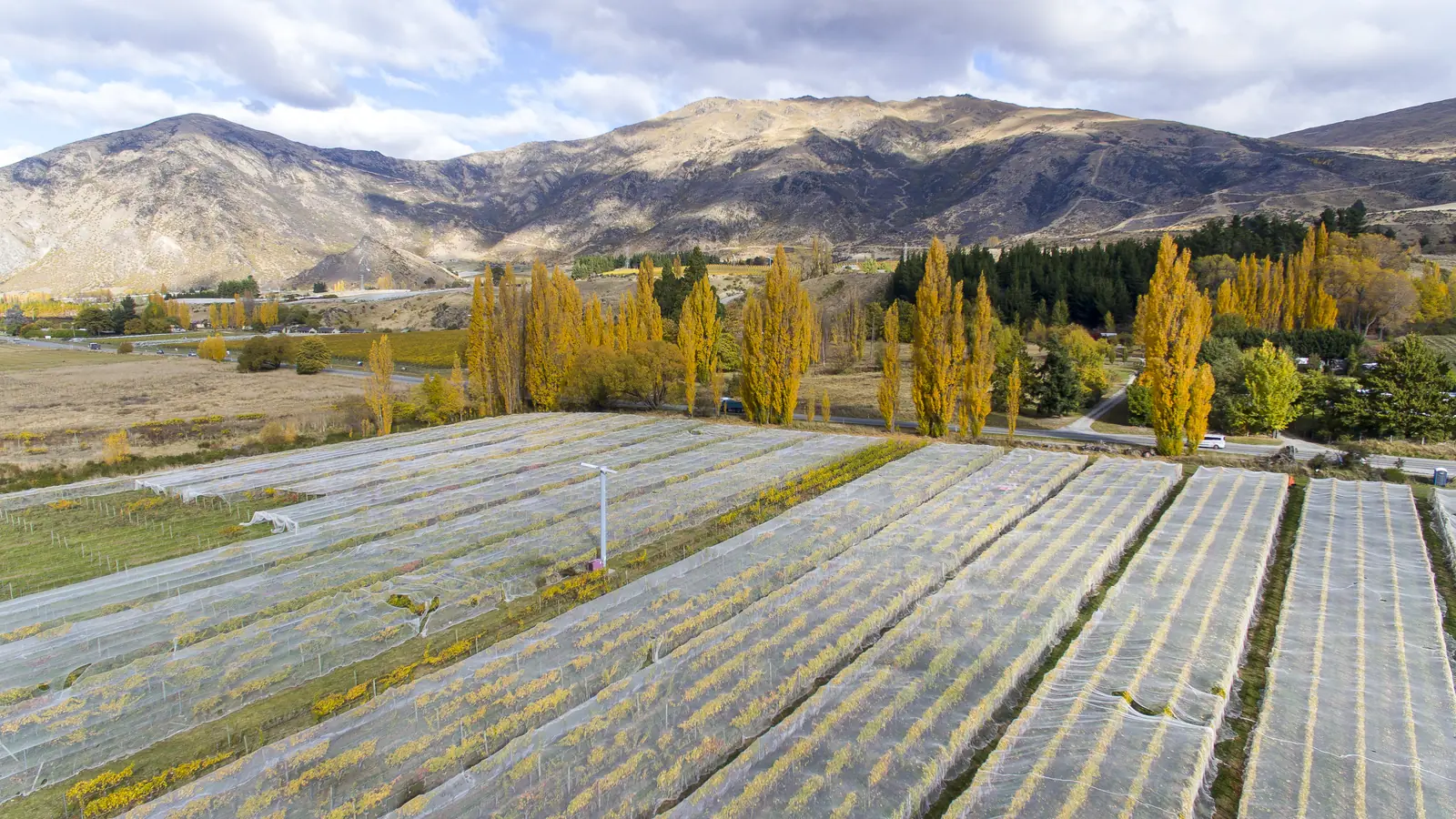 Netted vine rows in autumn seen from above, poplars turning yellow along the road and dry mountains behind