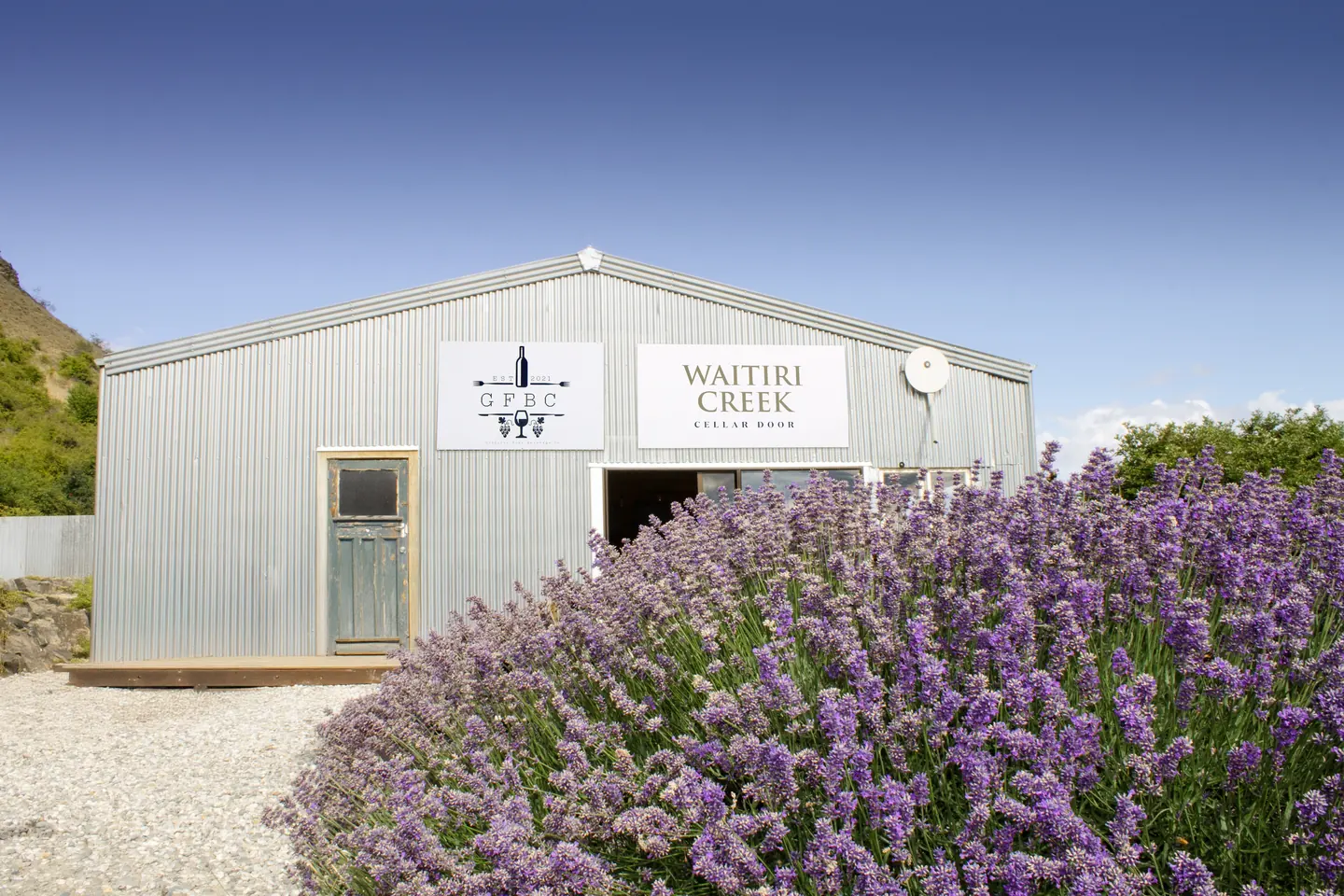 The corrugated-iron woolshed that holds the cellar door, its doors open behind a bank of flowering lavender
